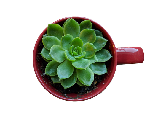 Bates Succulent Plant in Bates Mug (only available on campus)