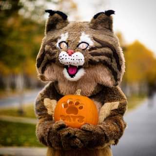 Bobcat holding pumpkin