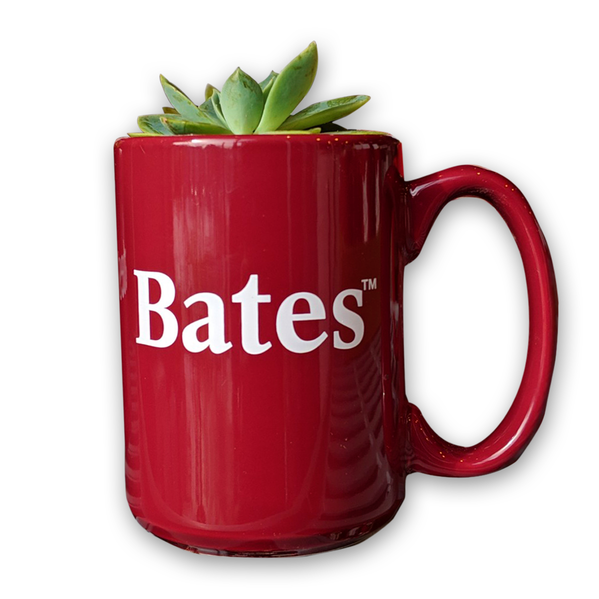 Bates Succulent Plant in Bates Mug (only available on campus)